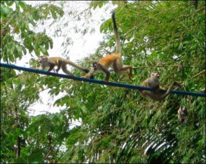 monkeys-crossing-bridge-over-hotel