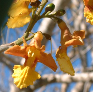 Gmelina arborea flower