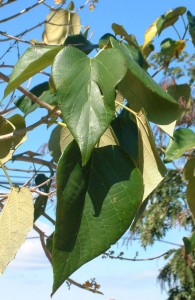 Gmelina arborea leaves