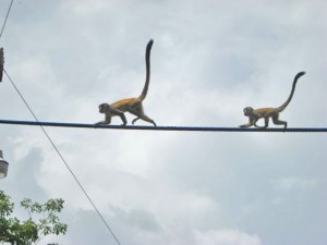 monkey bridge, mother followed by baby