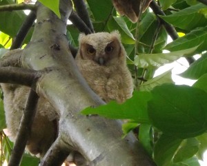 Tropical Screech Owlet
