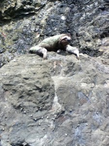 Sloth on the rocks