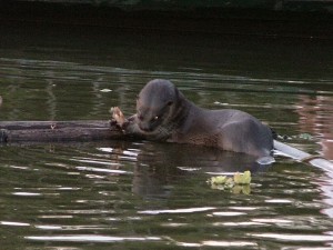River Otter Resting
