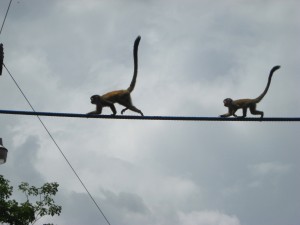 Monkeys Crossing a Bridge