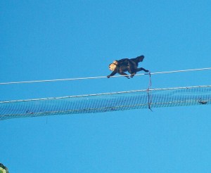 An adult monkey with young crossing a bridge.