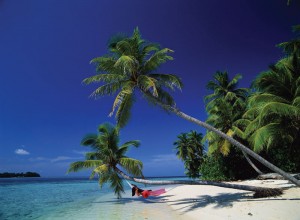 hammock under a coconut palm