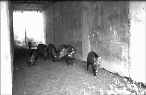 Wild pigs using a tunnel under the road