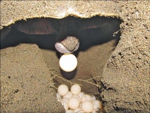 laying eggs