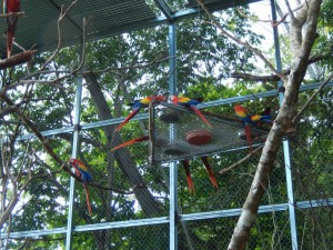 Scarlet macaw gallery
