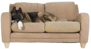 Dog on sofa