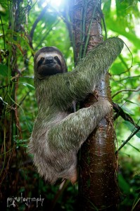 KSTR sloth