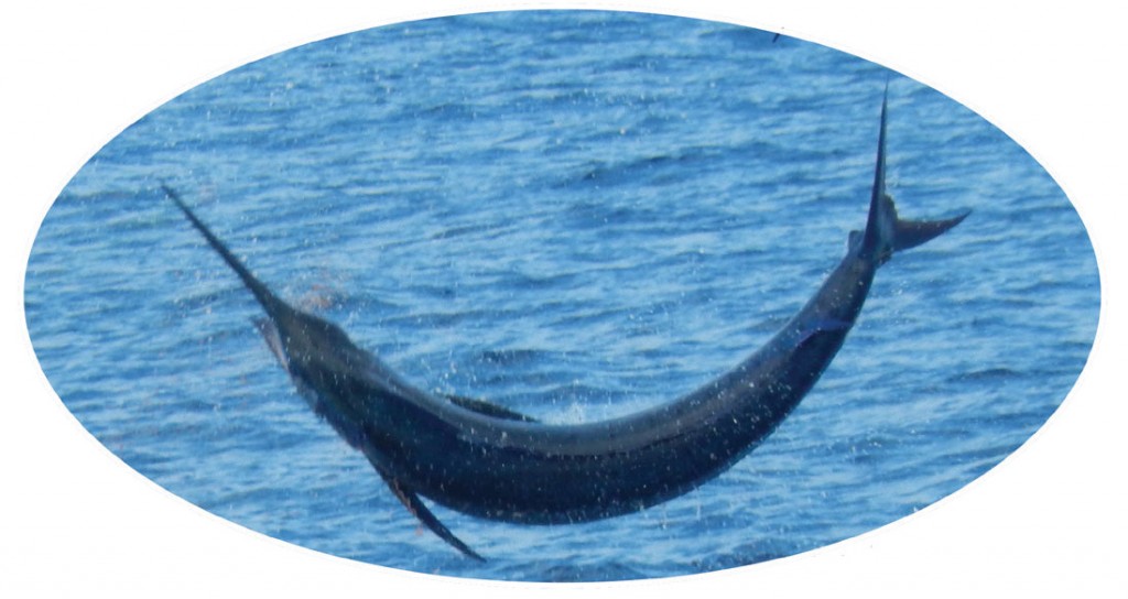 Sailfish released