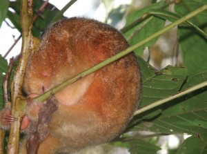 Silky Anteater sleeping in a tree
