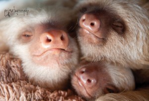 Sloths sleeping