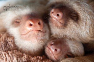Baby 2-toed sloths