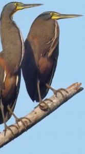 Bare-throated tiger herons