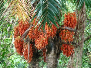 Palm Nuts