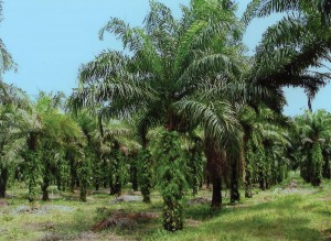 Oil Palms