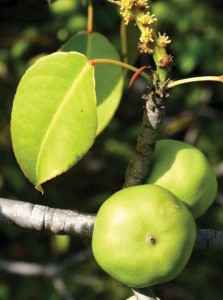Hippomane macinella fruit