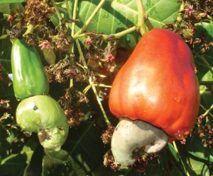 Cashew fruit with external seed