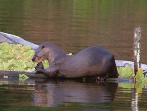 River Otter eating fish