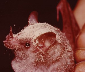Glossophaga alticola - Nectar-eating bat covered in pollen