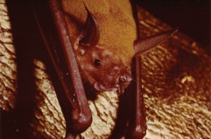 Noctilio leporinus - Fishing bat known as the Bulldog bat