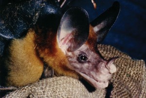 Vampyrum spectrum - False Vampire Bat