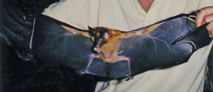 False vampire bat with wings spread