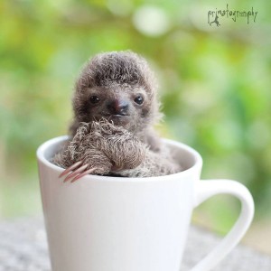 Baby sloth in a coffee cup