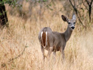 White-tailed Deer — Odocoileus virginianus