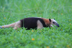 Tamandua anteater