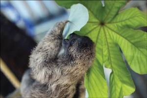 Young sloth eating guarumo leaf
