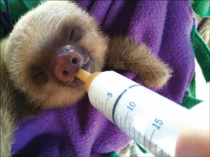 Young sloth being bottle fed