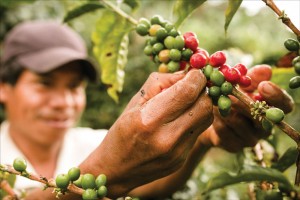 Picking the ripe coffee beans , "cherries"