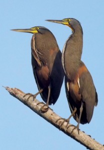 Bare-throated Tiger Herons