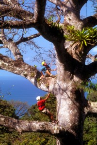 Climbing a ceiba