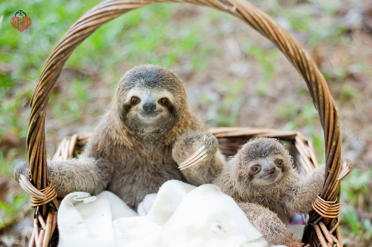 2 rescued baby sloths