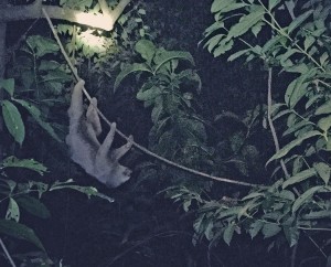 Kermie climbing at night