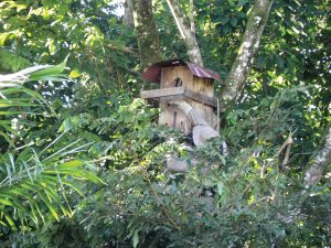 Macaw nesting box in a tree
