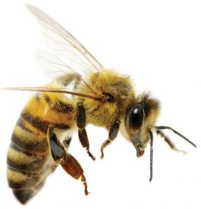 bee