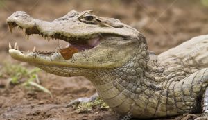 13571260-Cayman-Caiman-crocodilus-fuscus-with-butterfly-feeding-in-its-mouth-Cano-Negro-reserve-Alajuela-Cost-Stock-Photo