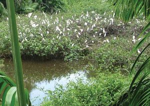 nesting egrets