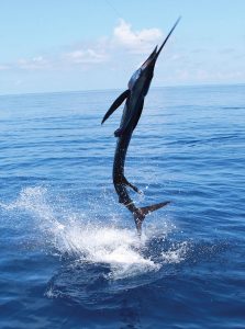 The sailfish are coming