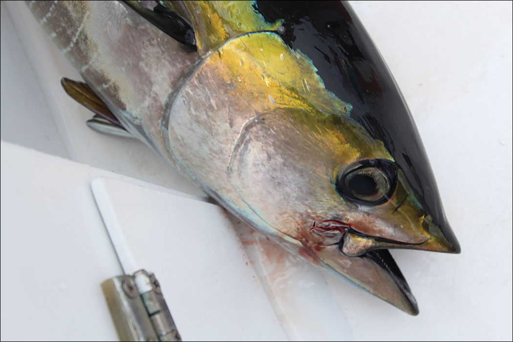 Tuna caught with Jackpot Sportfishing
