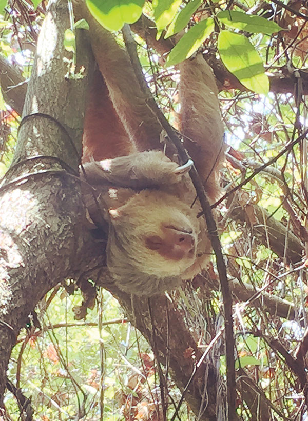 2-toed sloth in a tree