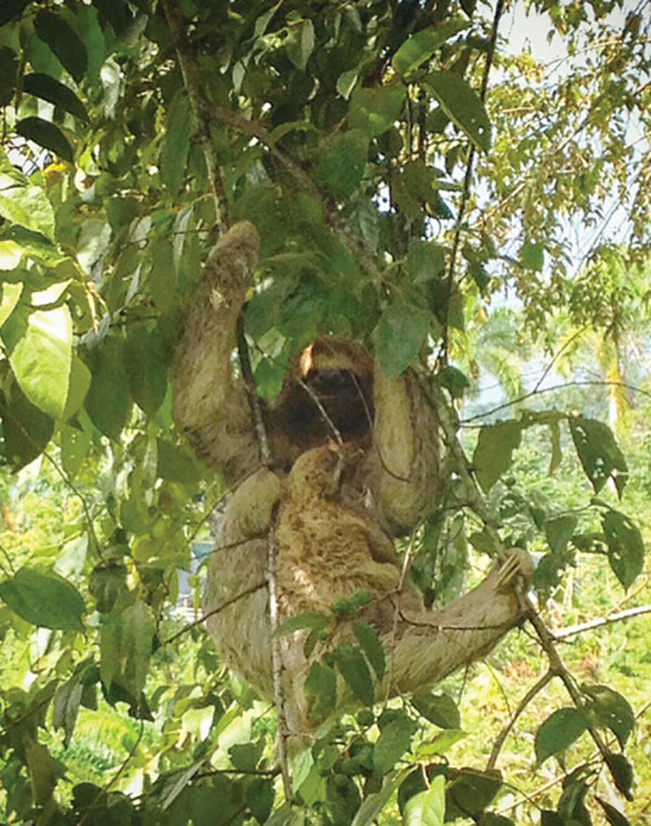 3-toed sloth in a tree