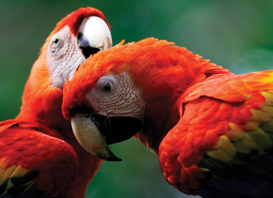 Scarlet macaw pair