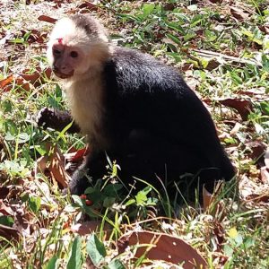 This stunned and injured monkey was spotted in front of our house. KSTR to the rescue!