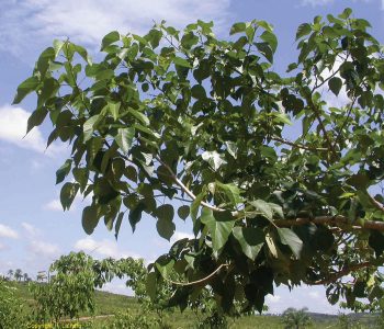 Gmelina tree